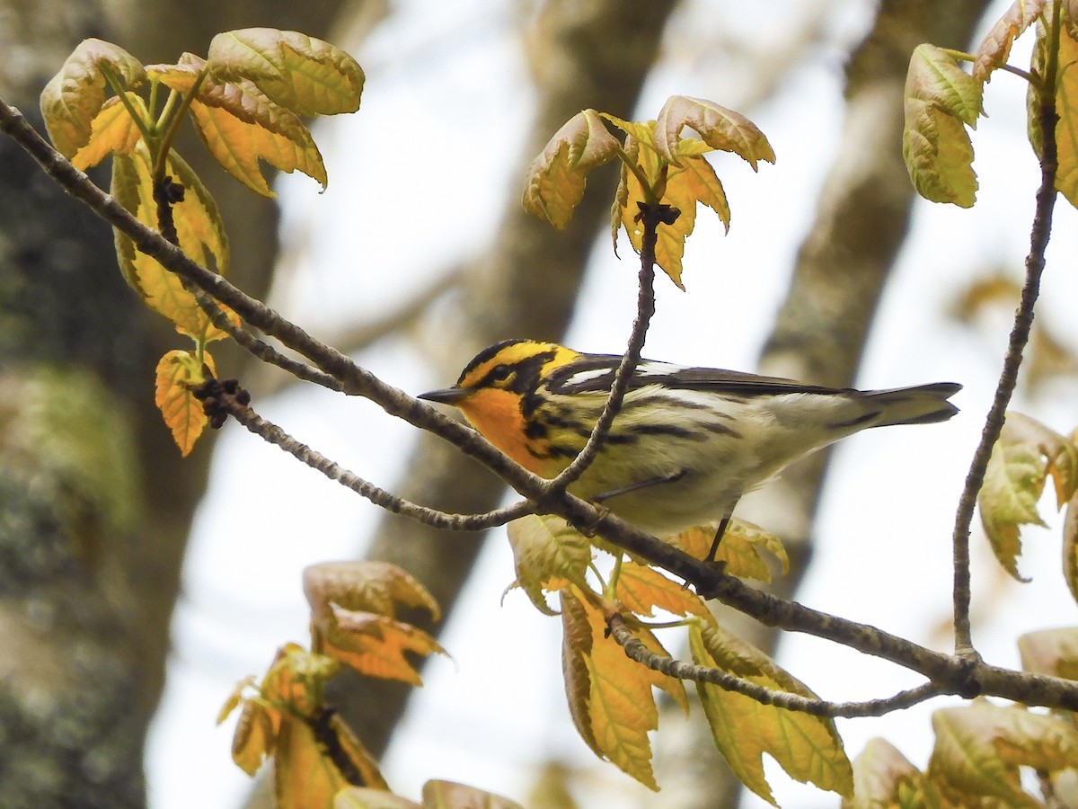 Blackburnian Warbler - Bird Warde