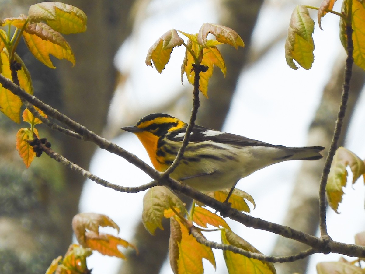 Blackburnian Warbler - Bird Warde