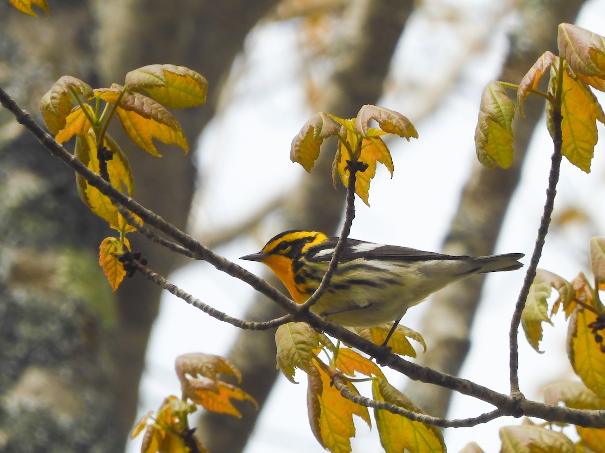 Blackburnian Warbler - Bird Warde