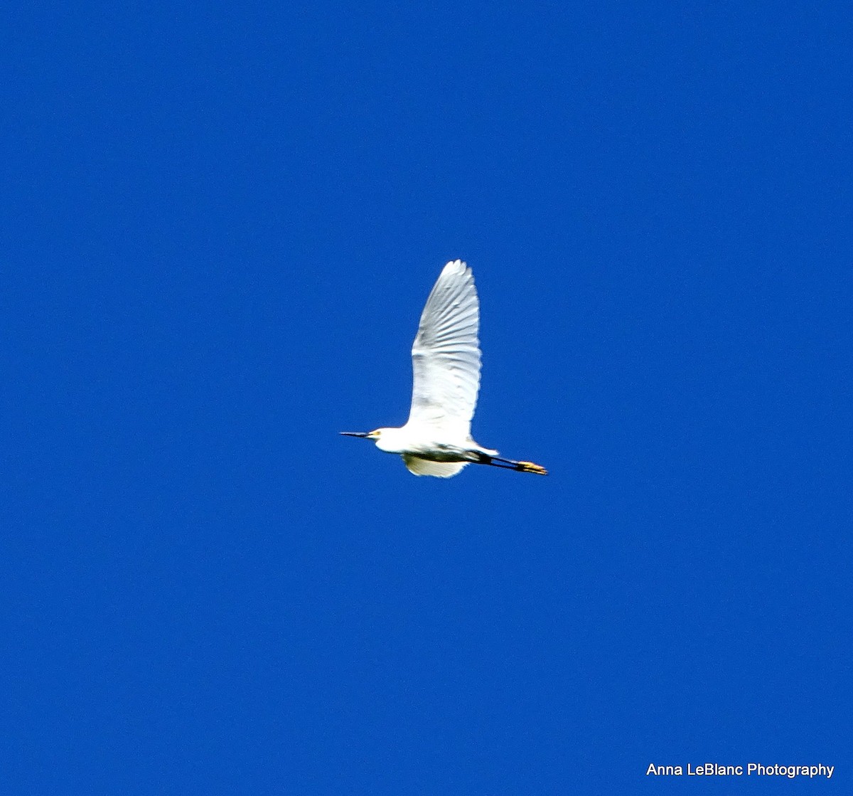 Snowy Egret - Anna LeBlanc