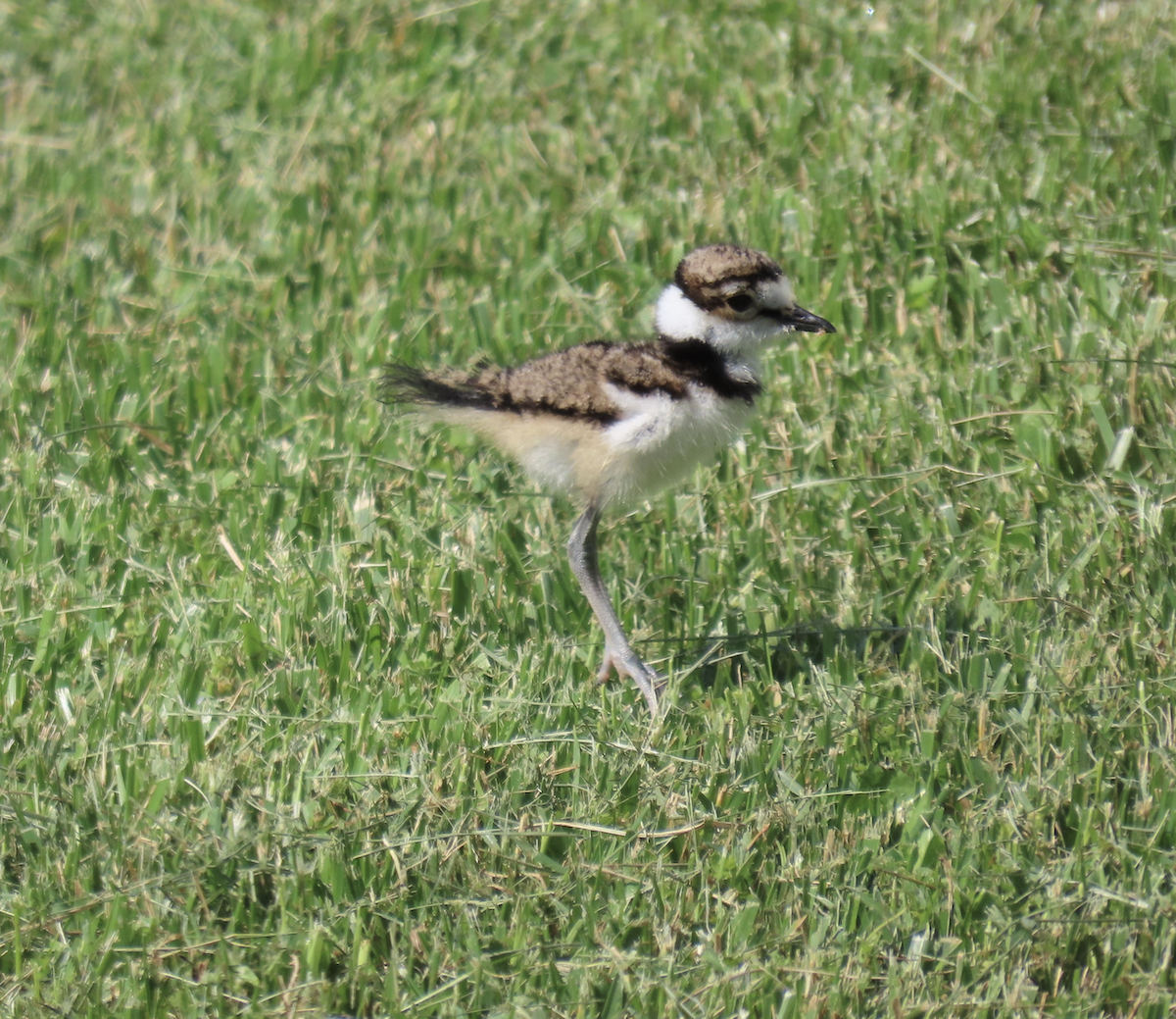 Killdeer - ML619463389