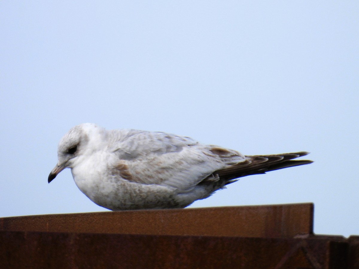 Short-billed Gull - Tina Toth