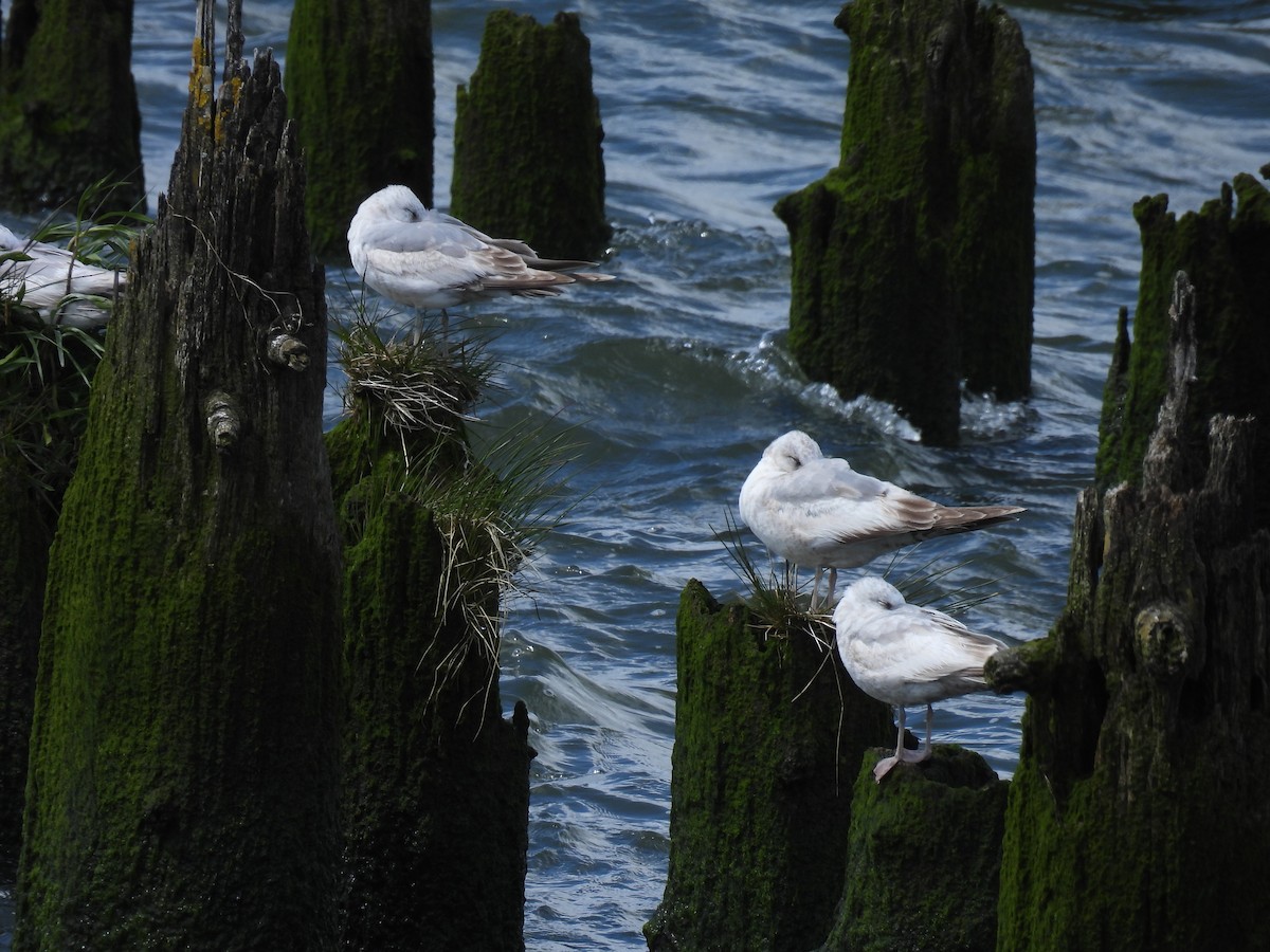 Short-billed Gull - Tina Toth