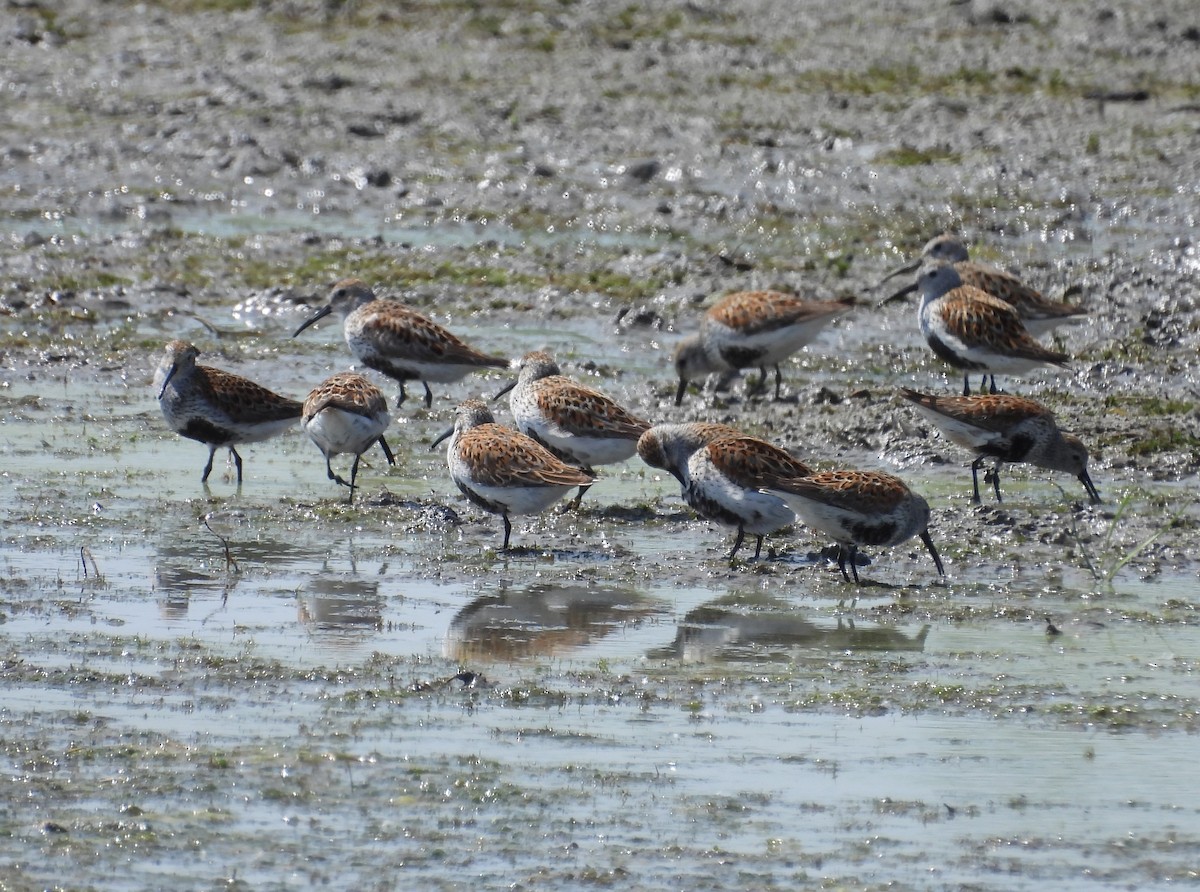 Dunlin - Kathy Springer