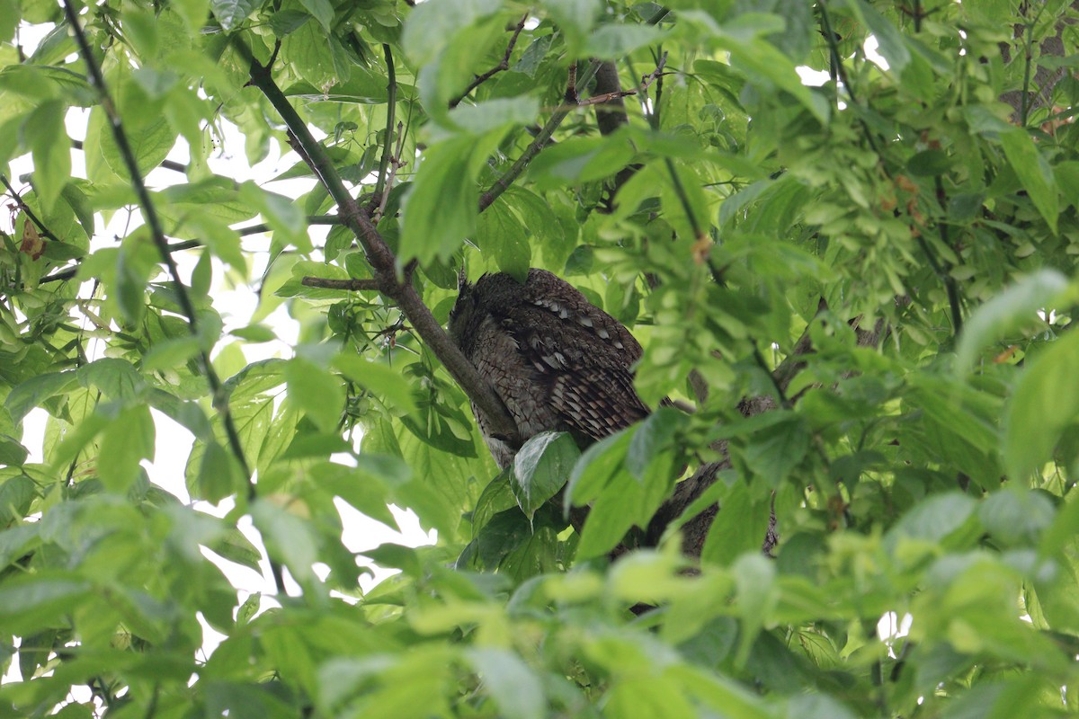 Eastern Screech-Owl - Molly Herrmann