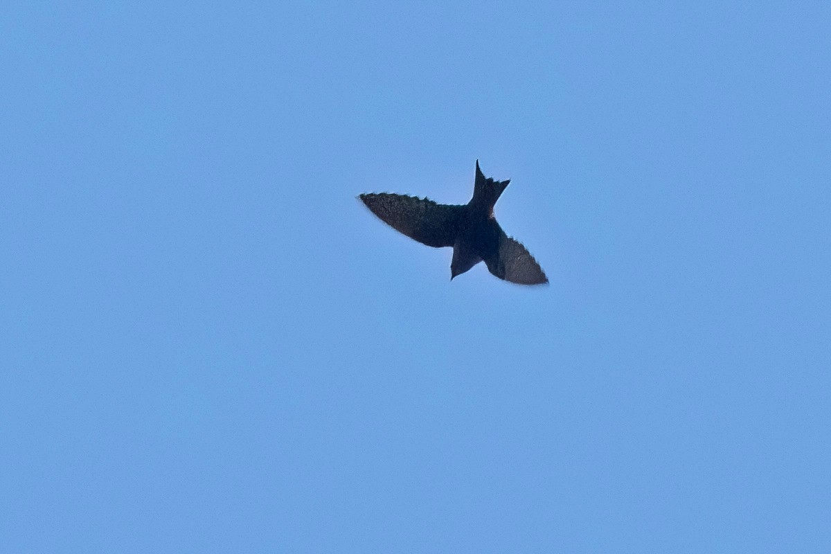 Purple Martin - Sue Barth