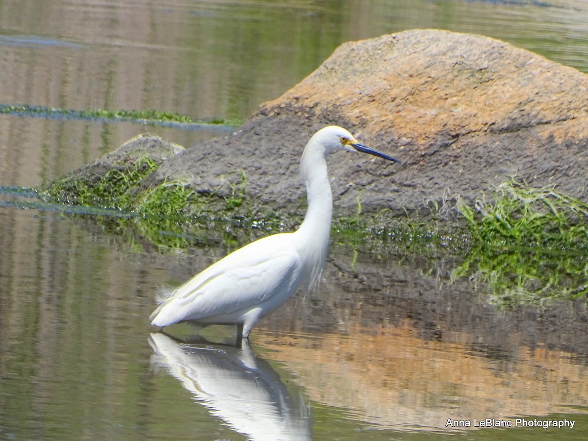 Snowy Egret - Anna LeBlanc