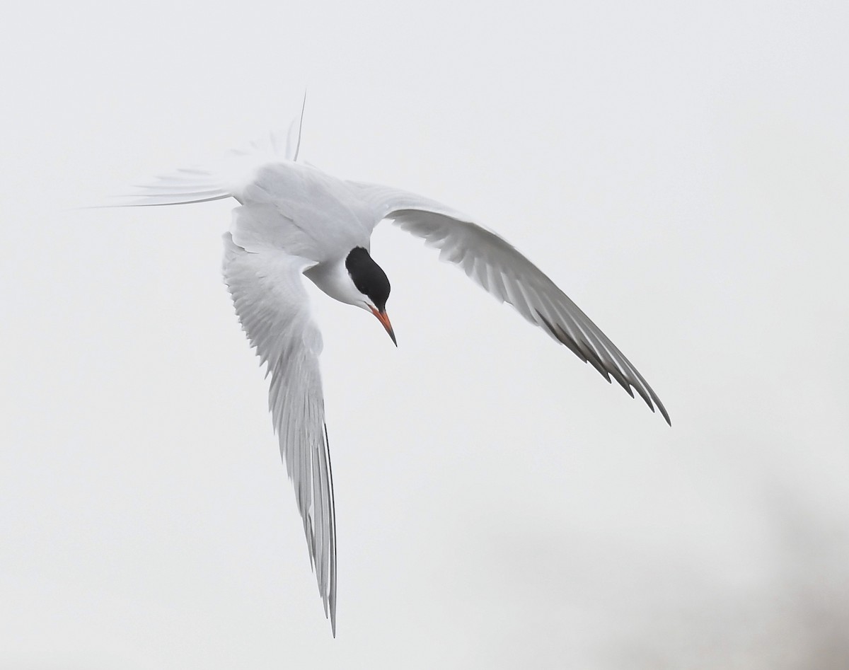 Common Tern - Denise  McIsaac