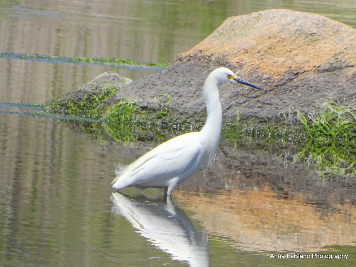 Snowy Egret - Anna LeBlanc