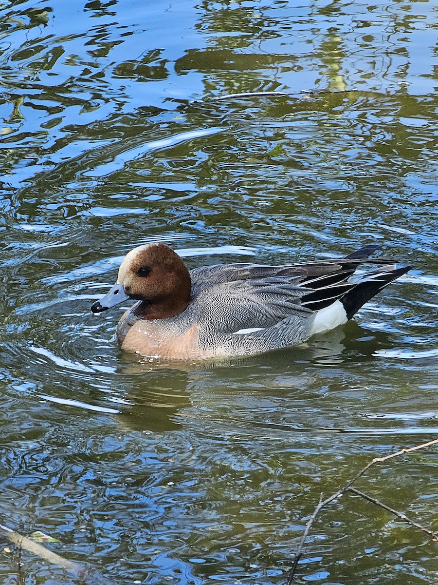 Eurasian Wigeon - Dawn Millen
