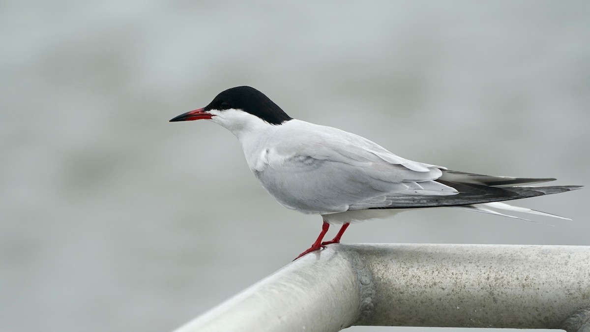 Common Tern - Indira Thirkannad