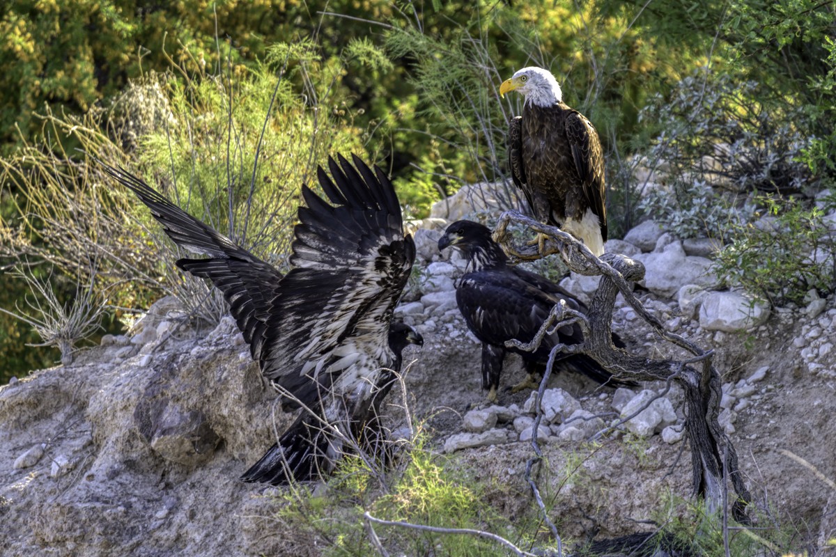 Bald Eagle - ML619463446