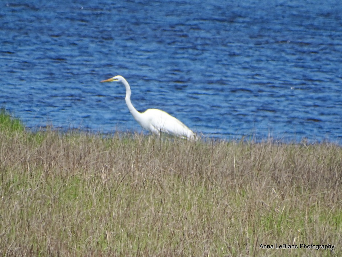 Great Egret - Anna LeBlanc