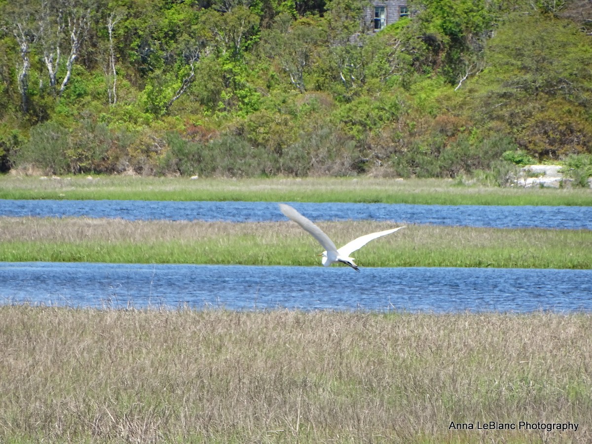 Great Egret - Anna LeBlanc