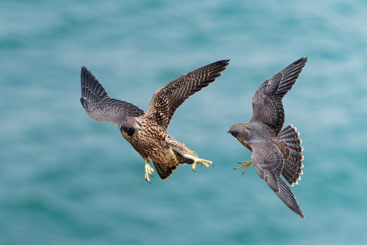 Peregrine Falcon - Jonathan Casanova