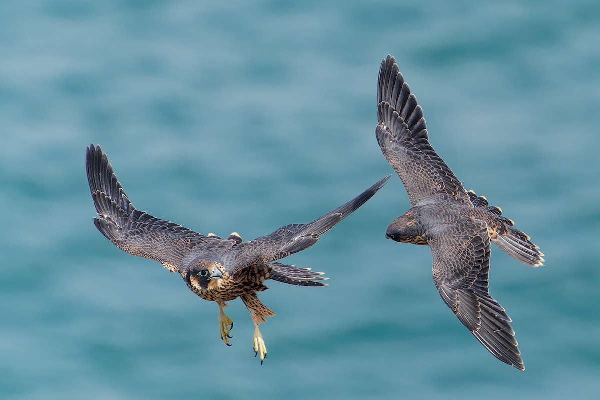 Peregrine Falcon - Jonathan Casanova