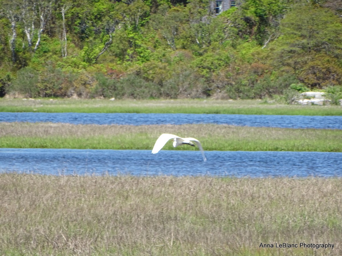 Great Egret - Anna LeBlanc