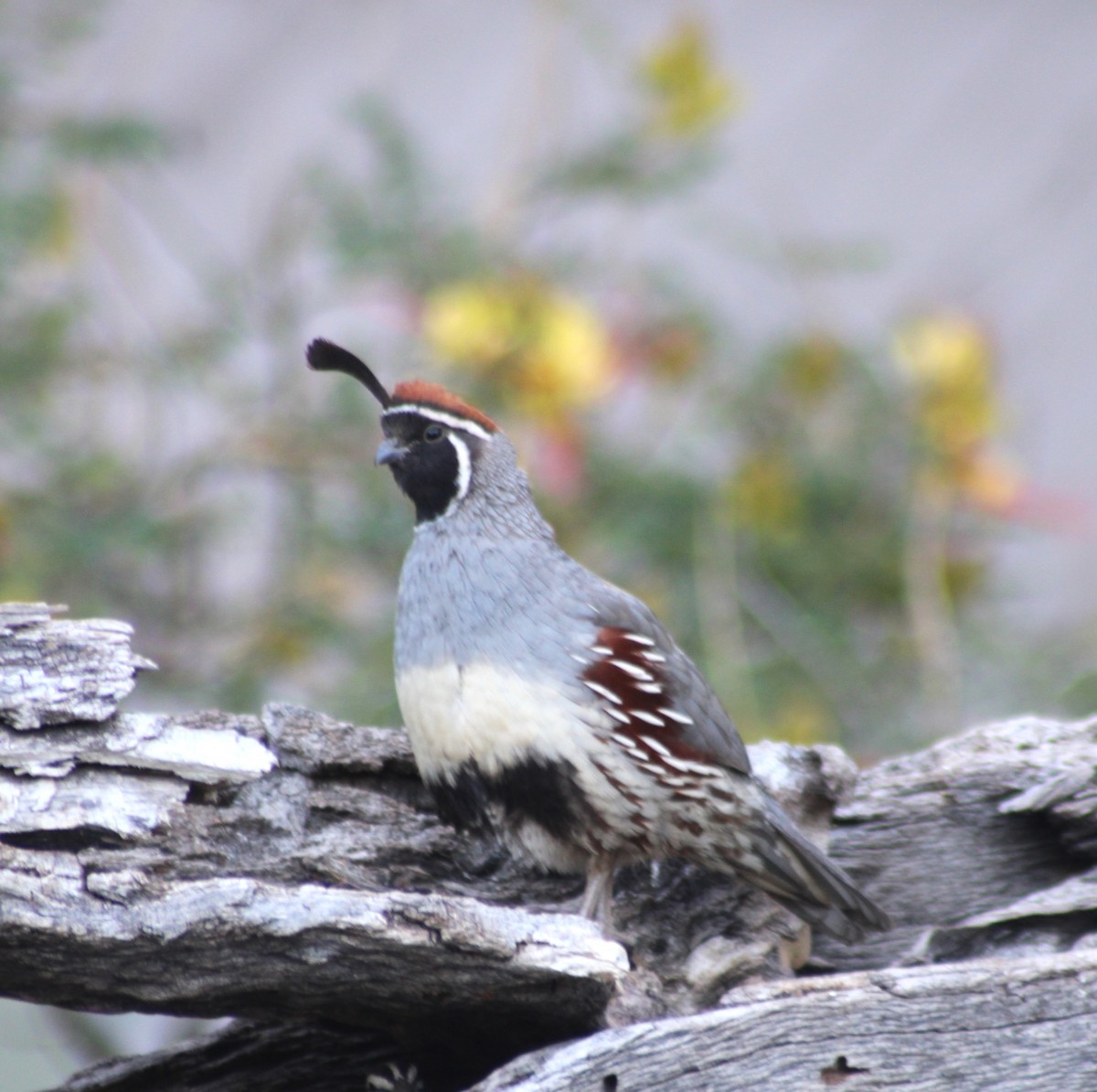 Gambel's Quail - Marsha Painter