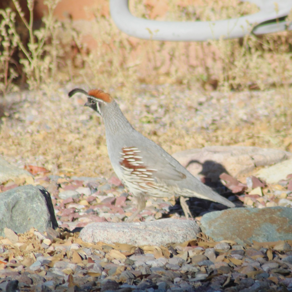 Gambel's Quail - Marsha Painter