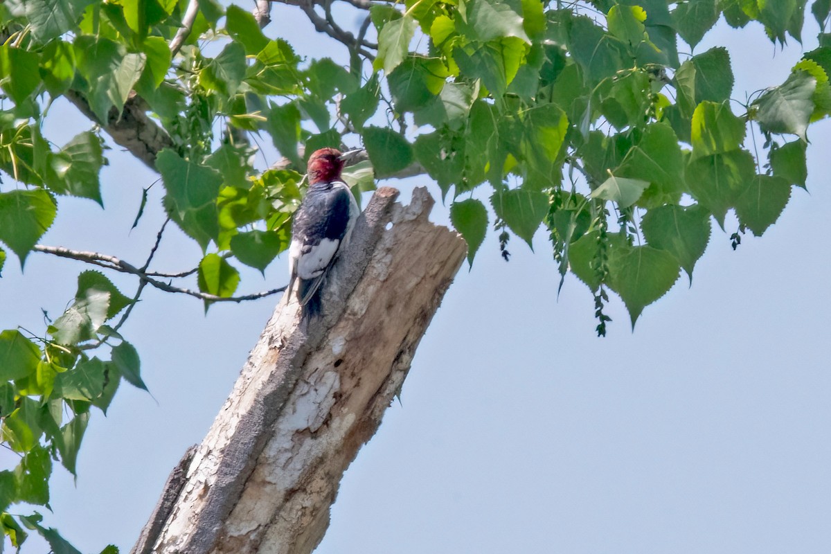 Red-headed Woodpecker - Sue Barth