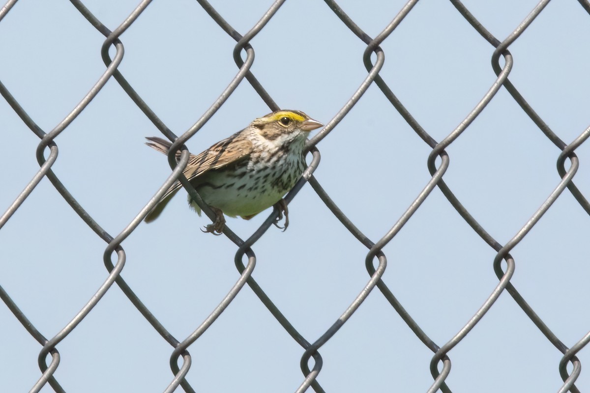 Savannah Sparrow - Sue Barth