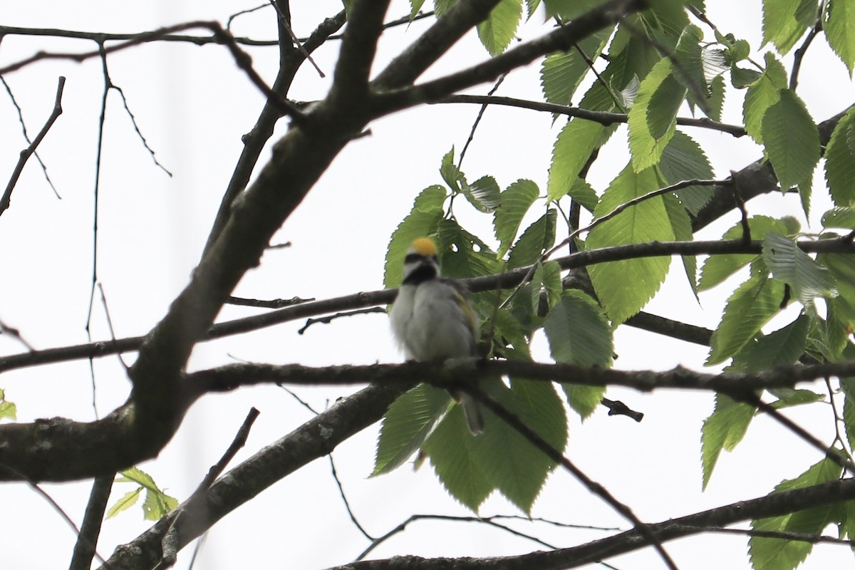 Golden-winged Warbler - Molly Herrmann