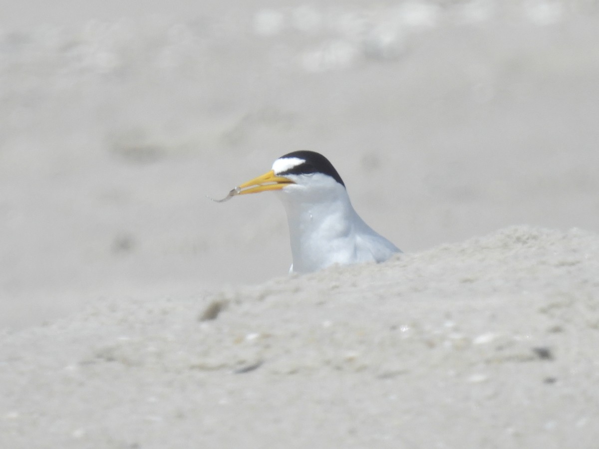 Least Tern - Cindy Leffelman