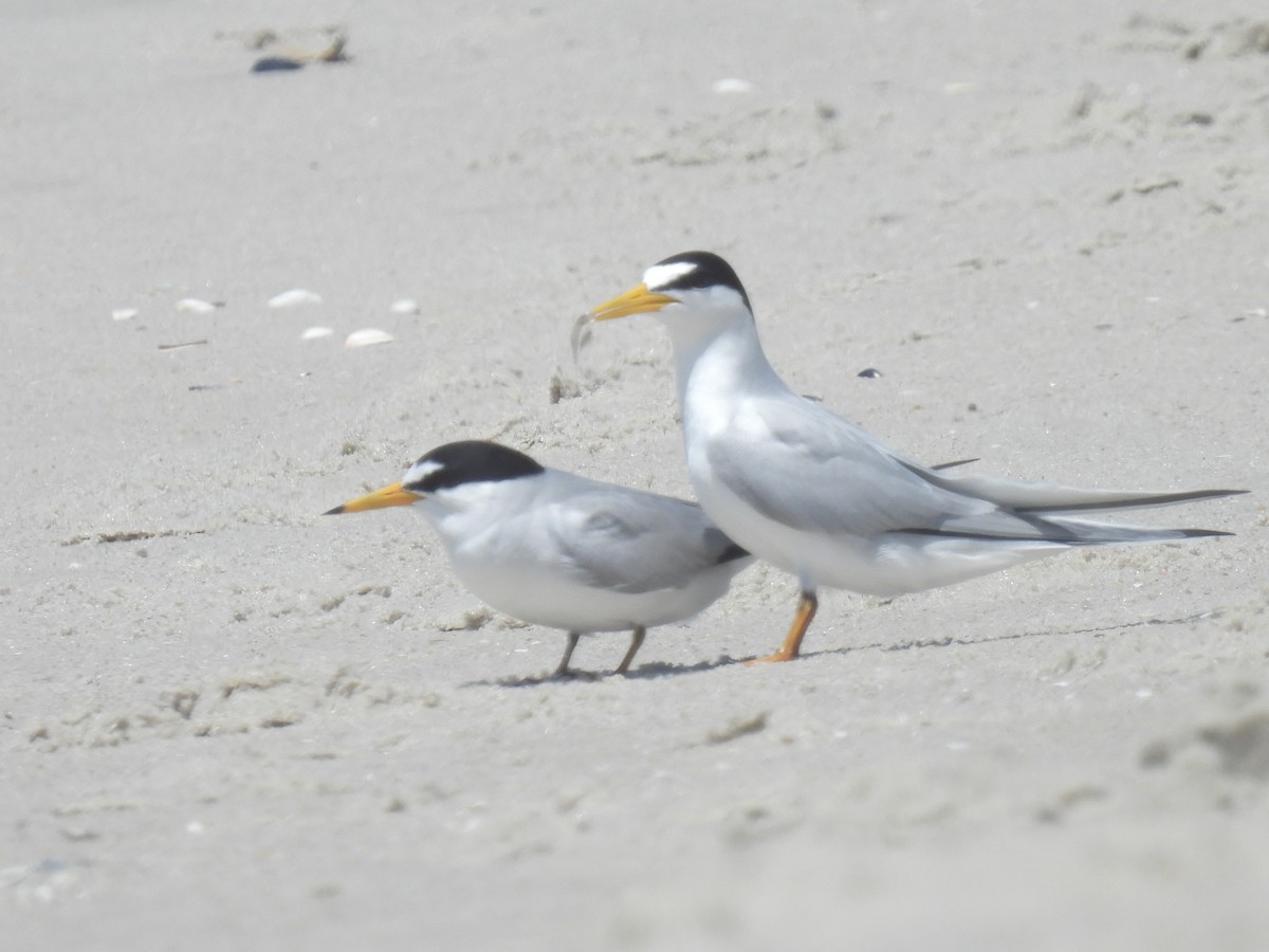 Least Tern - Cindy Leffelman