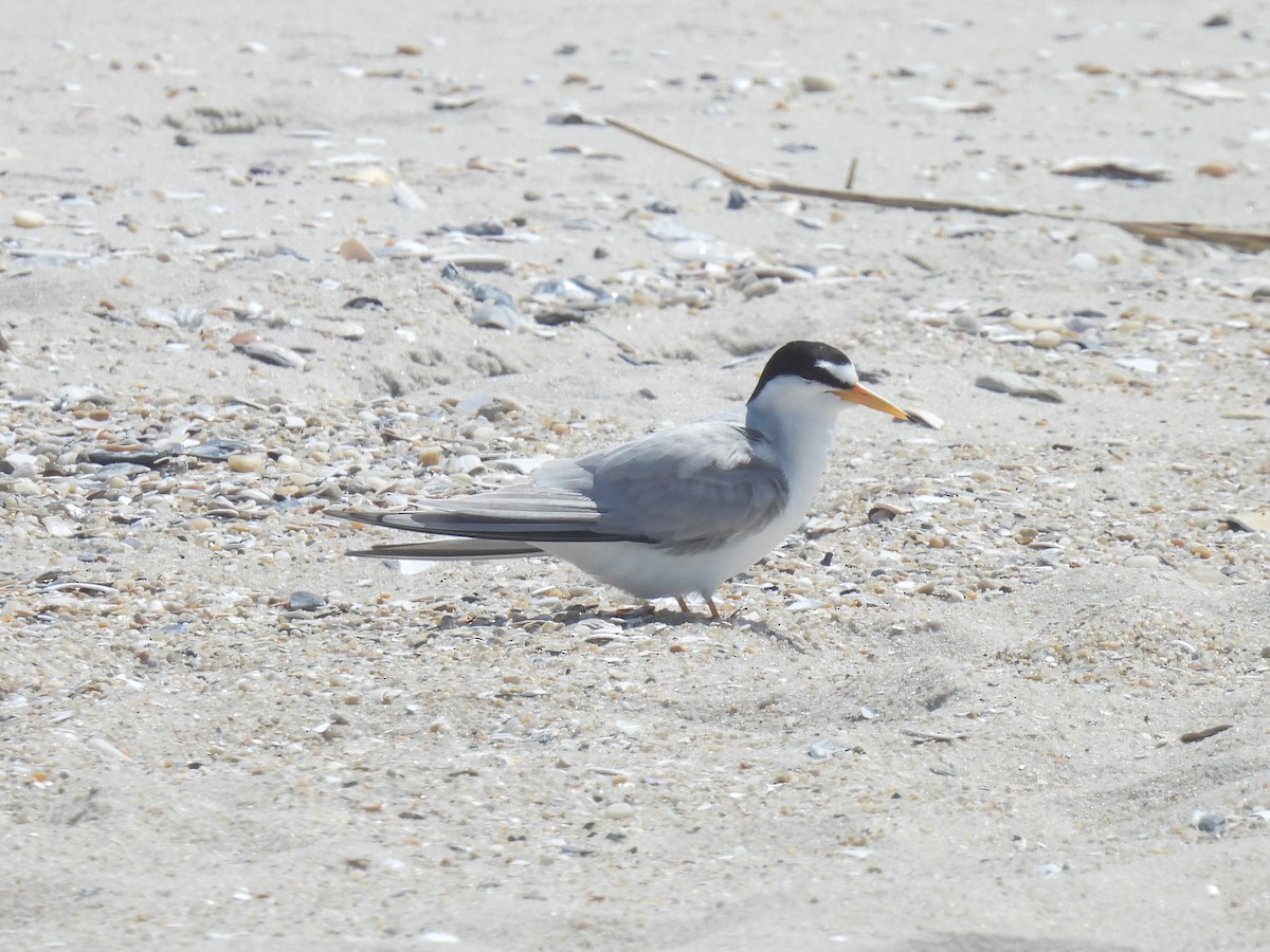 Least Tern - Cindy Leffelman