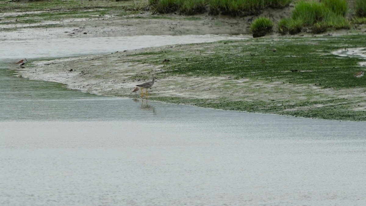 Greater Yellowlegs - Indira Thirkannad