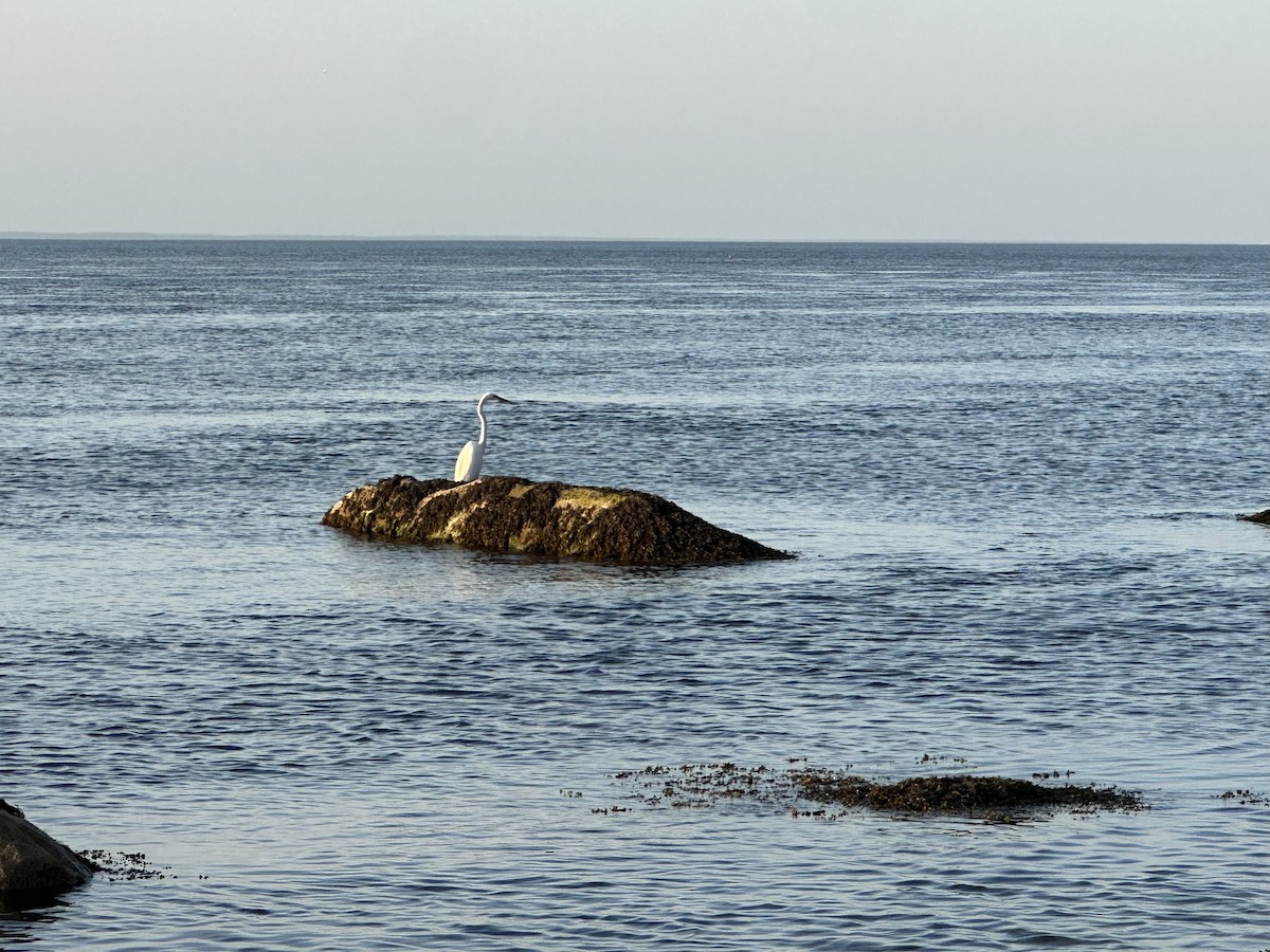 Great Egret - ML619463505