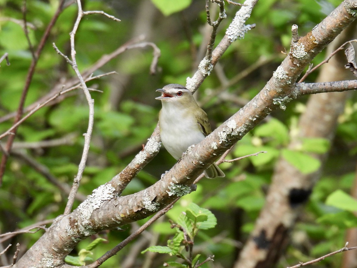 Red-eyed Vireo - Jeanne Tucker