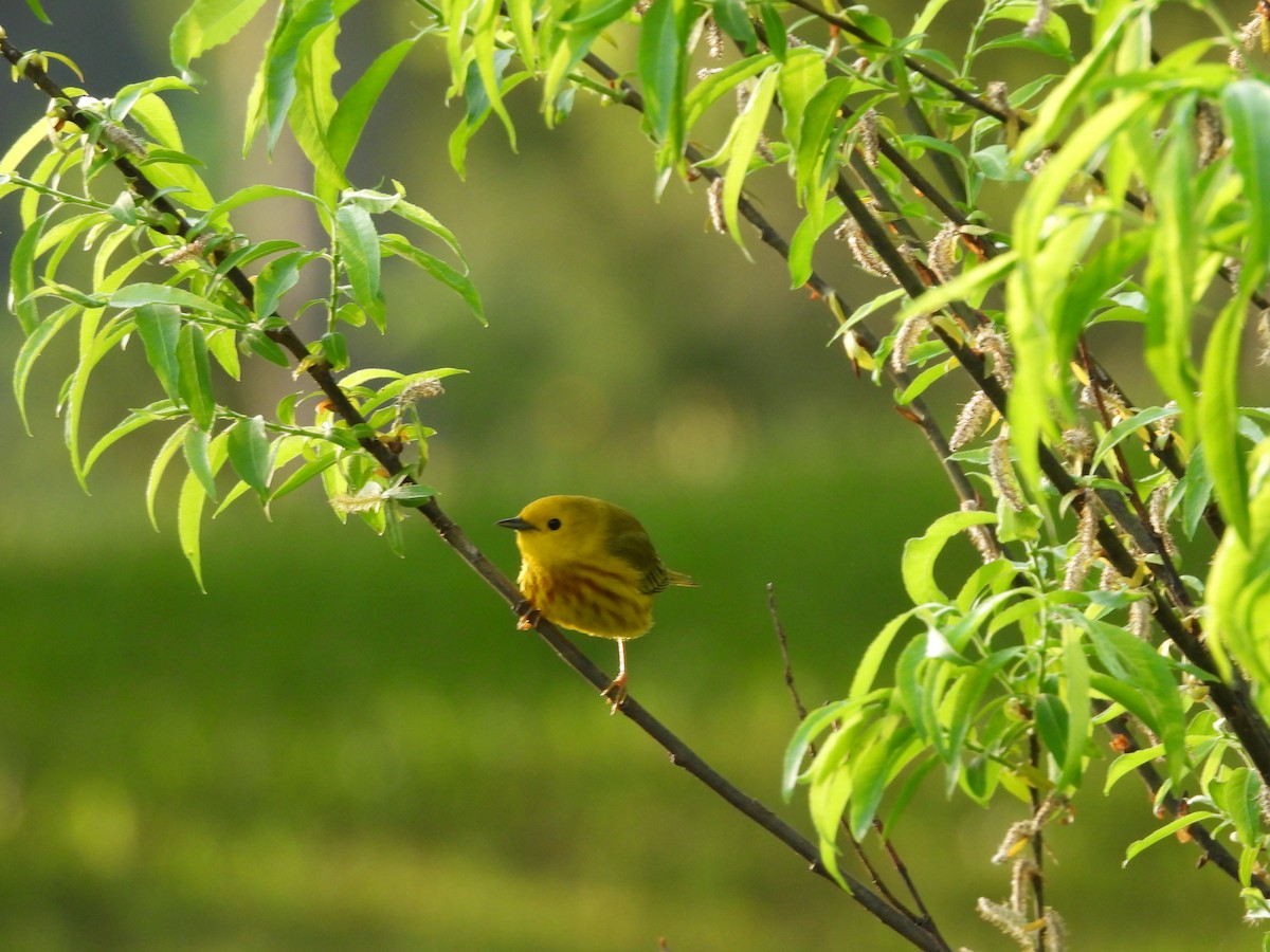 Yellow Warbler - Parise Beaulieu