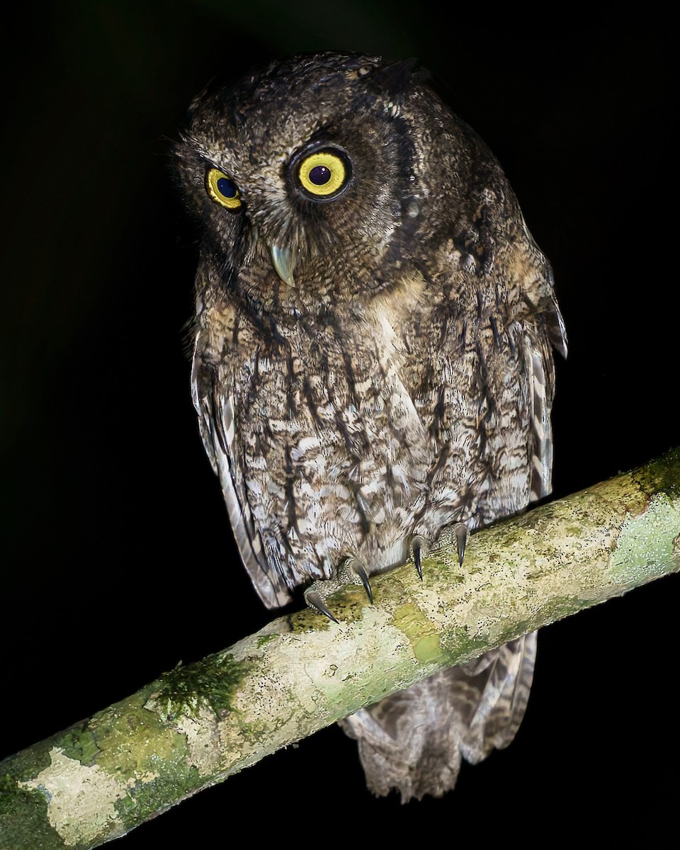 Black-capped Screech-Owl - Daniel Hinckley | samazul.com