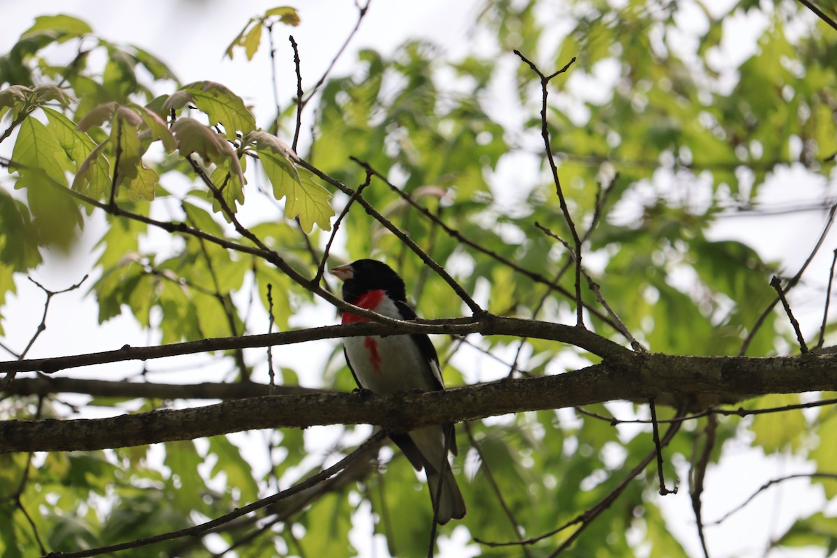 Rose-breasted Grosbeak - ML619463517