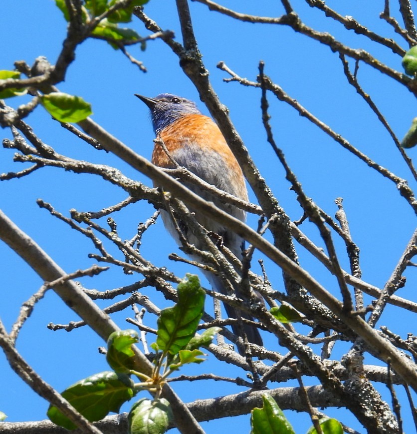 Western Bluebird - Ellen Tipping