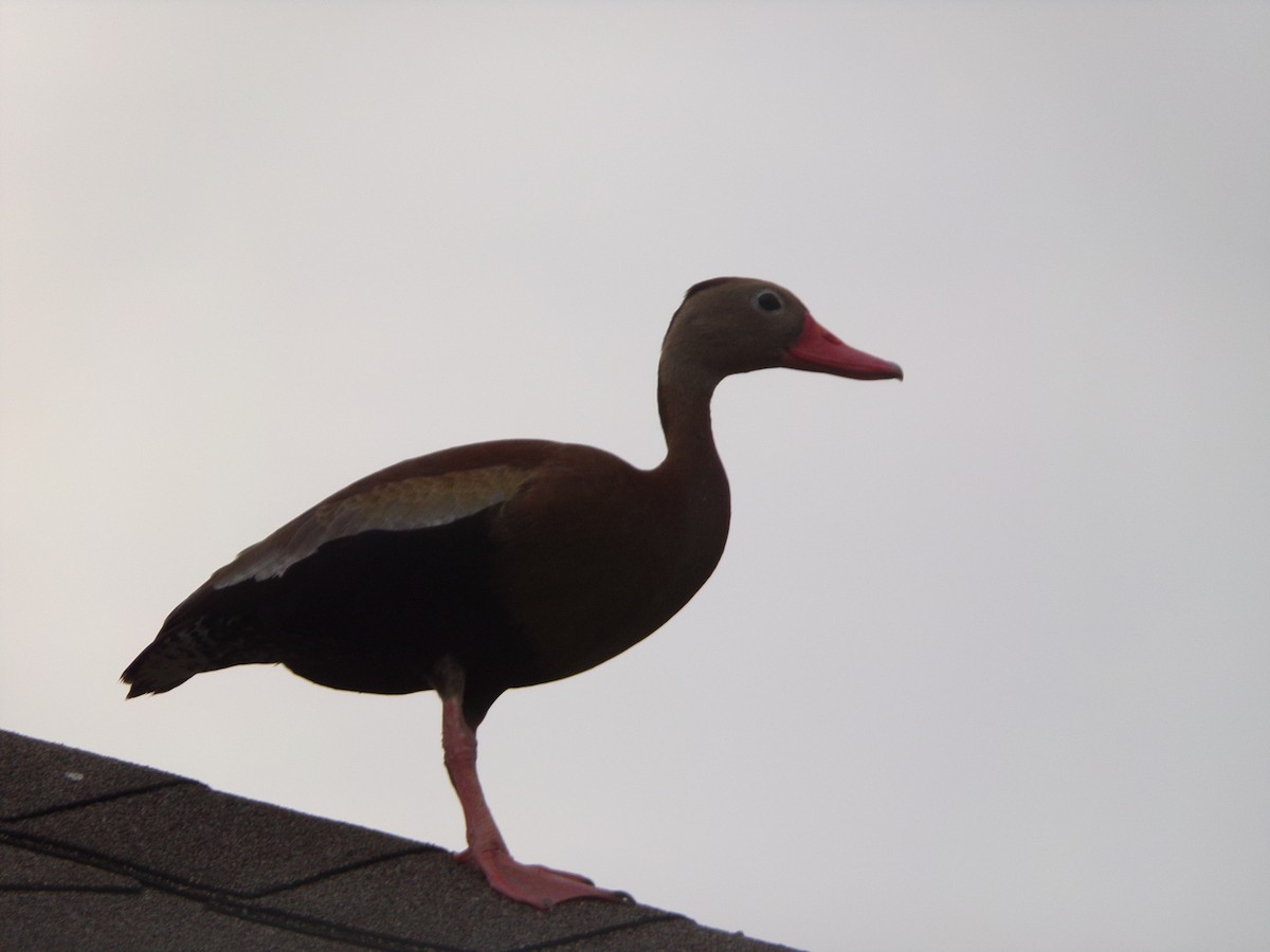 Black-bellied Whistling-Duck - Texas Bird Family