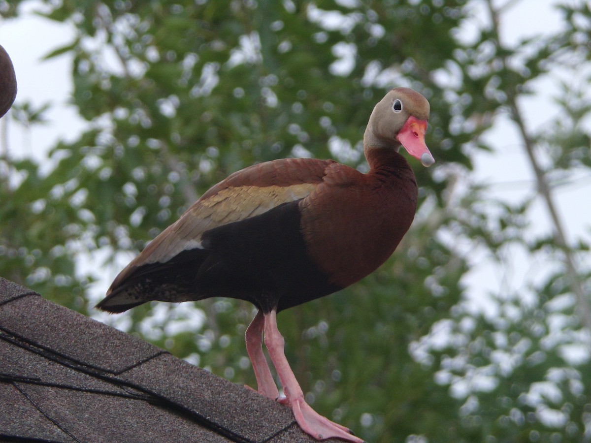 Black-bellied Whistling-Duck - Texas Bird Family