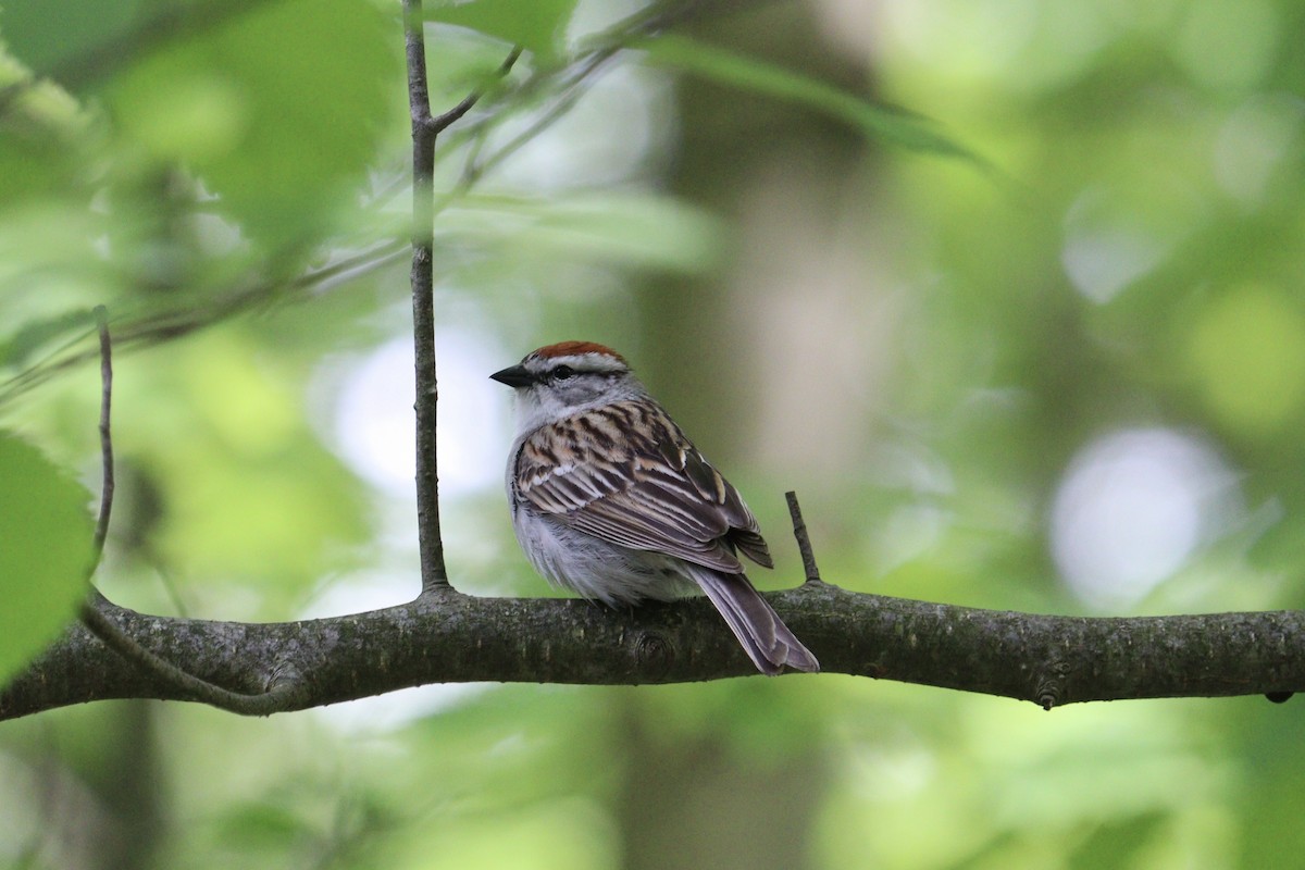 Chipping Sparrow - Molly Herrmann