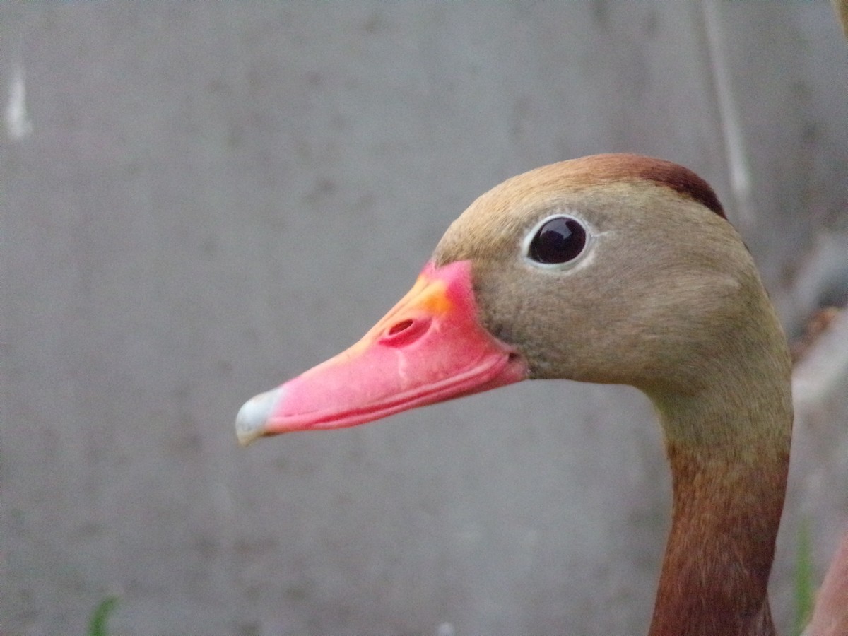 Black-bellied Whistling-Duck - Texas Bird Family