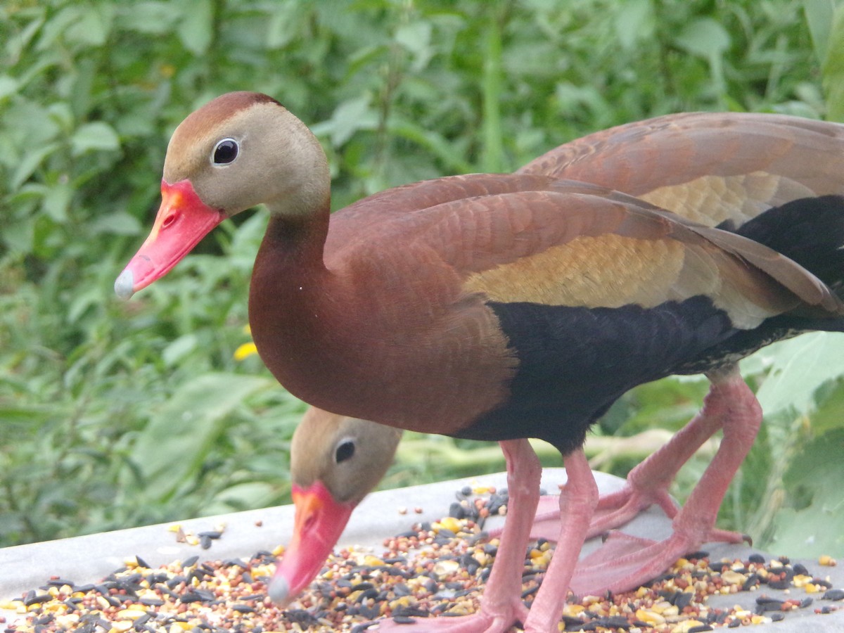 Black-bellied Whistling-Duck - Texas Bird Family