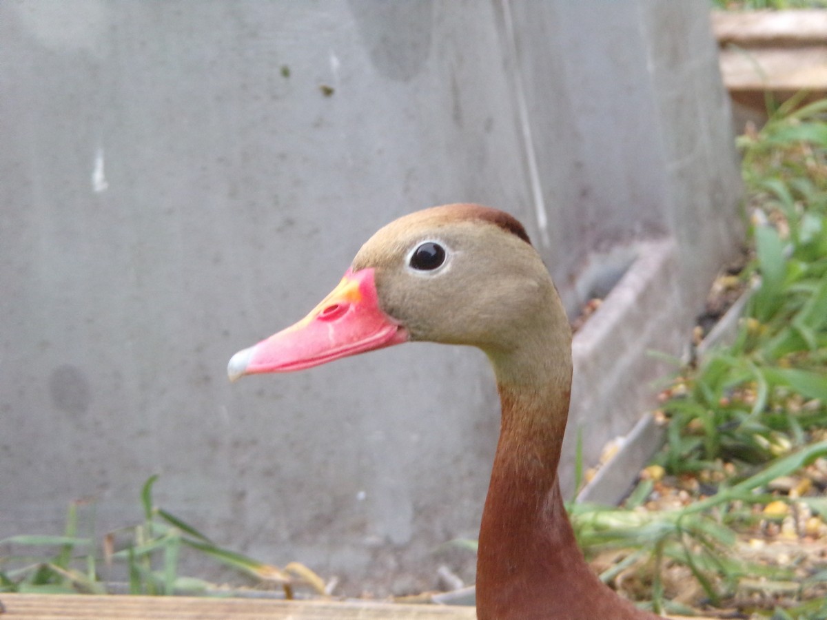 Black-bellied Whistling-Duck - Texas Bird Family