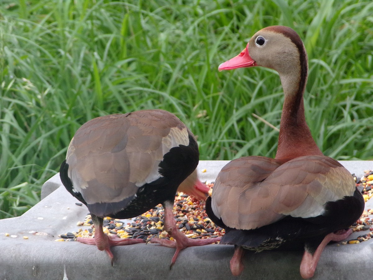 Black-bellied Whistling-Duck - Texas Bird Family