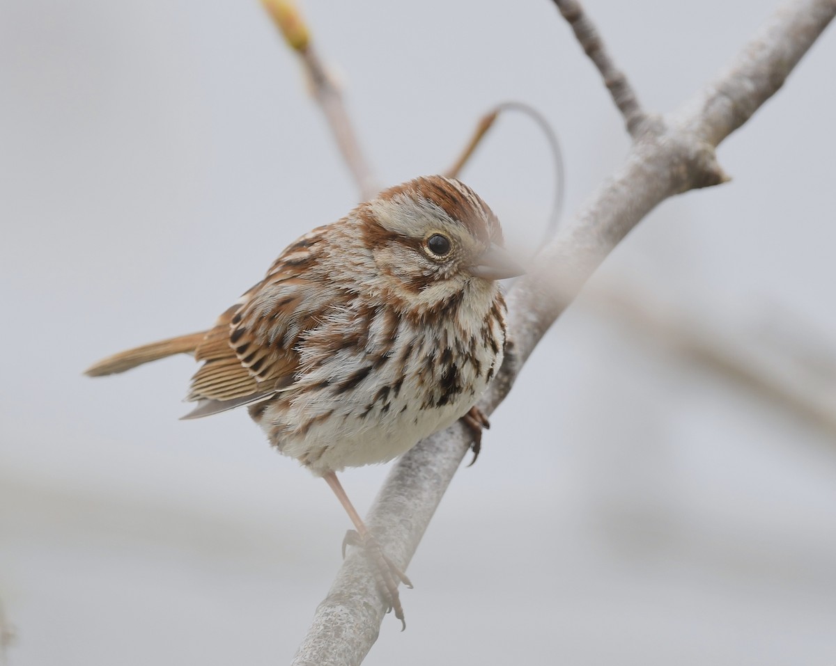 Song Sparrow - Denise  McIsaac