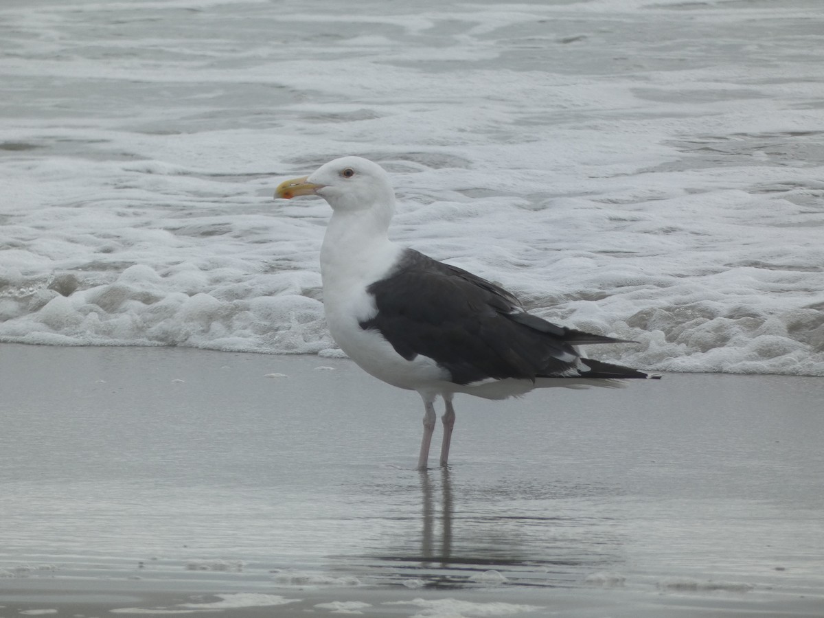 Great Black-backed Gull - Michael Cantwell