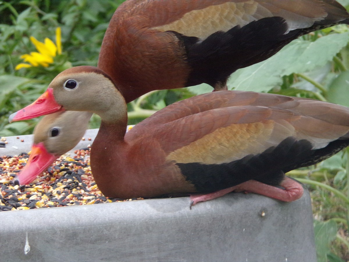 Black-bellied Whistling-Duck - Texas Bird Family