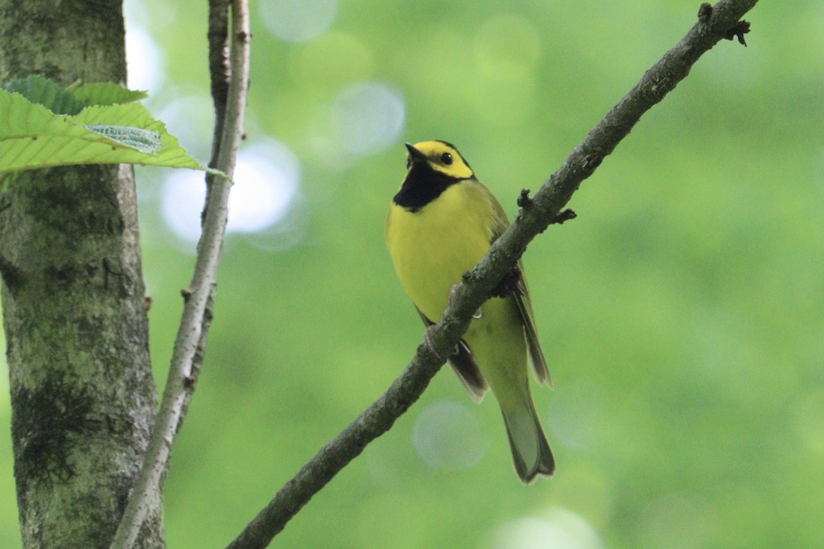 Hooded Warbler - Molly Herrmann