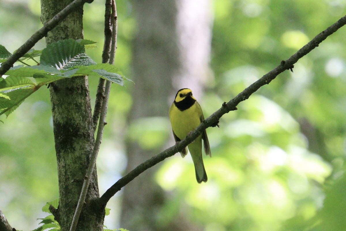 Hooded Warbler - Molly Herrmann