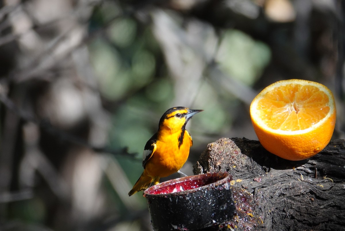 Bullock's Oriole - Terry Pollock