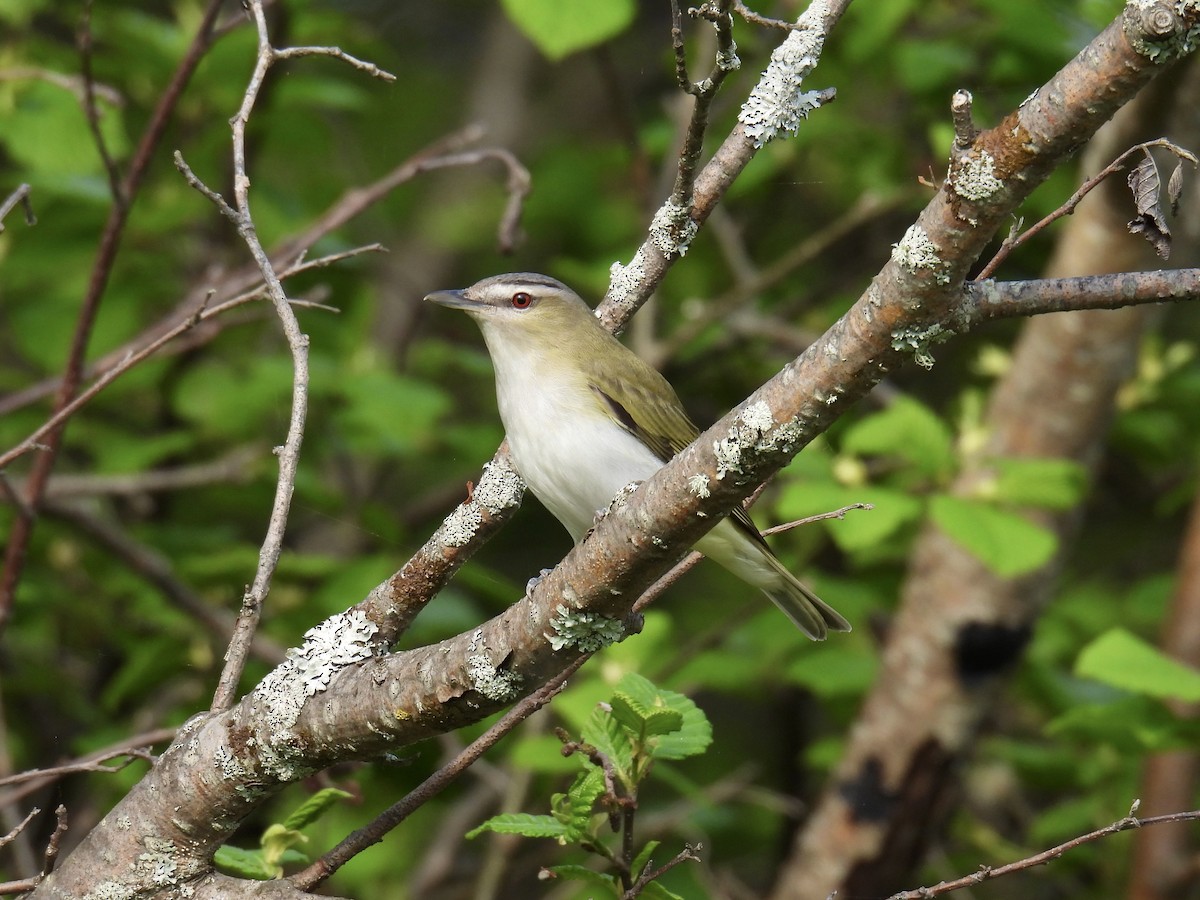 Red-eyed Vireo - Jeanne Tucker